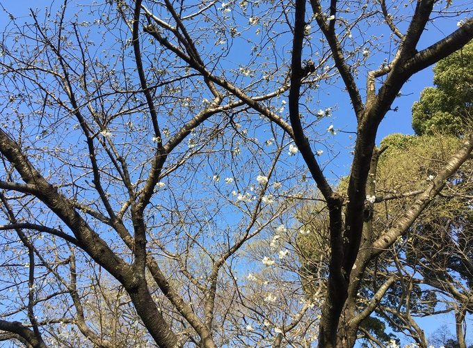 桜が・・・♪